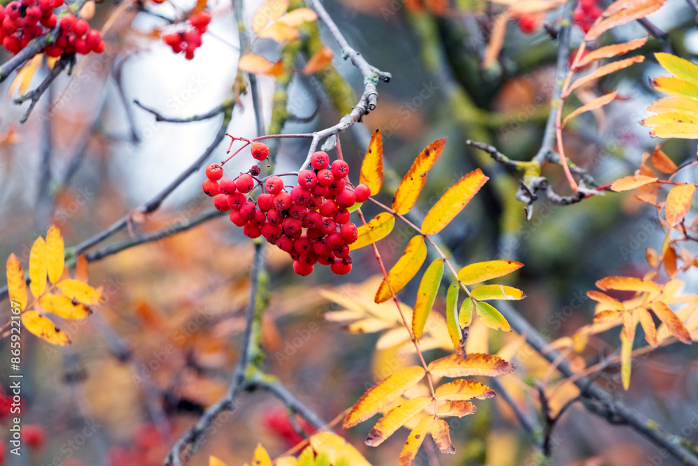 Rowan branches with red berries and yellow leaves Rowan branches with red berries and yellow leaves