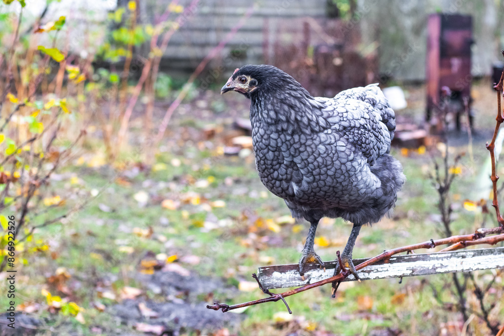 Obraz premium Gray variegated chicken in the garden on a pole