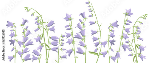 creeping bellflower, vector drawing flowers at white background, hand drawn botanical illustration