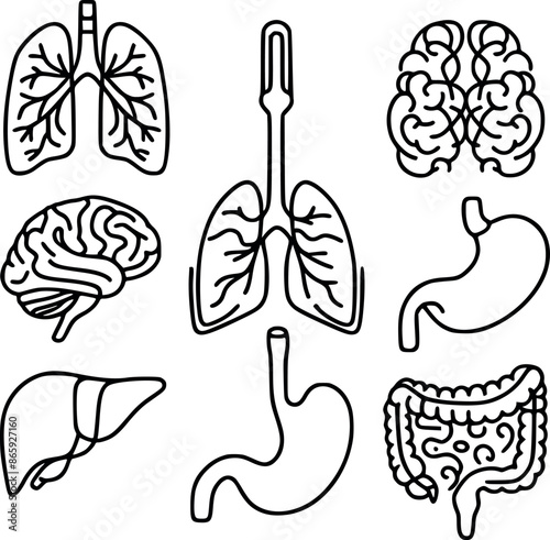 Line art human organs one line continuous drawing Lungs brain stomach continuous generated by Ai