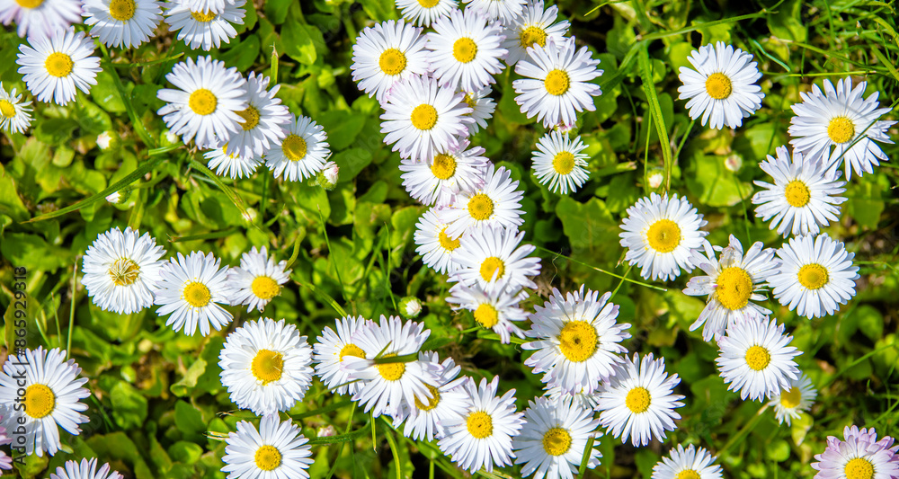 White small daisies blooming on grass background White small daisies blooming on grass background