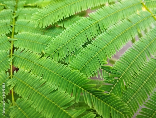 Green leaves pattern texture background 