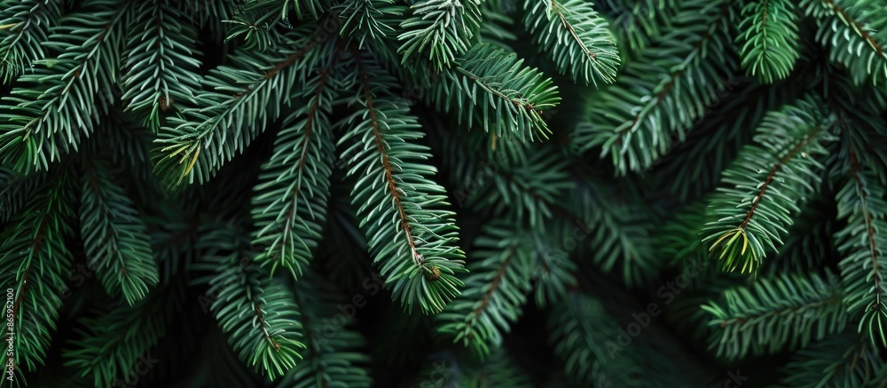 Background made of spruce tree branches with green spruce close-up and available empty space. Background made of spruce tree branches with green spruce close-up and available empty space.