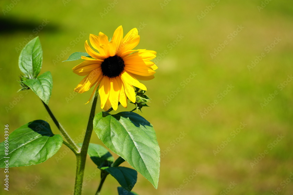 Fototapeta premium sunflower