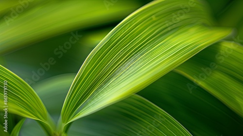 Green tropical plant close-up