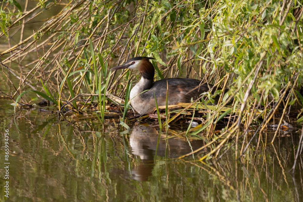 partly hidden in the overhanging branches of a tree is a birds nest on the water. The nest is that of a great crested grebe, Podiceps cristatus which is sitting on the eggs partly hidden in the overhanging branches of a tree is a birds nest on the water. The nest is that of a great crested grebe, Podiceps cristatus which is sitting on the eggs