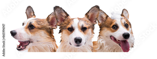 Funny portrait of Pembroke Welsh Corgi dog. A funny dog ​​with his tongue hanging out and foam on his head is bathing. Happy little dog. Free space for text. Layout of your product. Banner for design