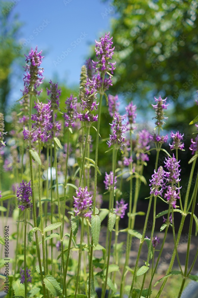 Obraz premium 日本、東京の薬用植物園の植物 6月 2024年 