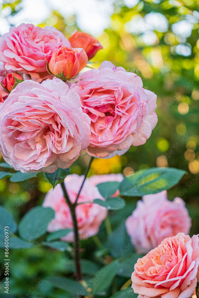 nice roses in the garden nice roses in the garden