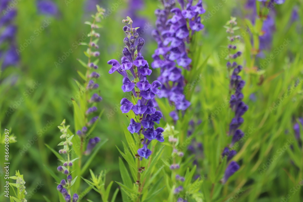 Fototapeta premium Baikal skullcap, scutellaria baicalensis, medicinal plant.