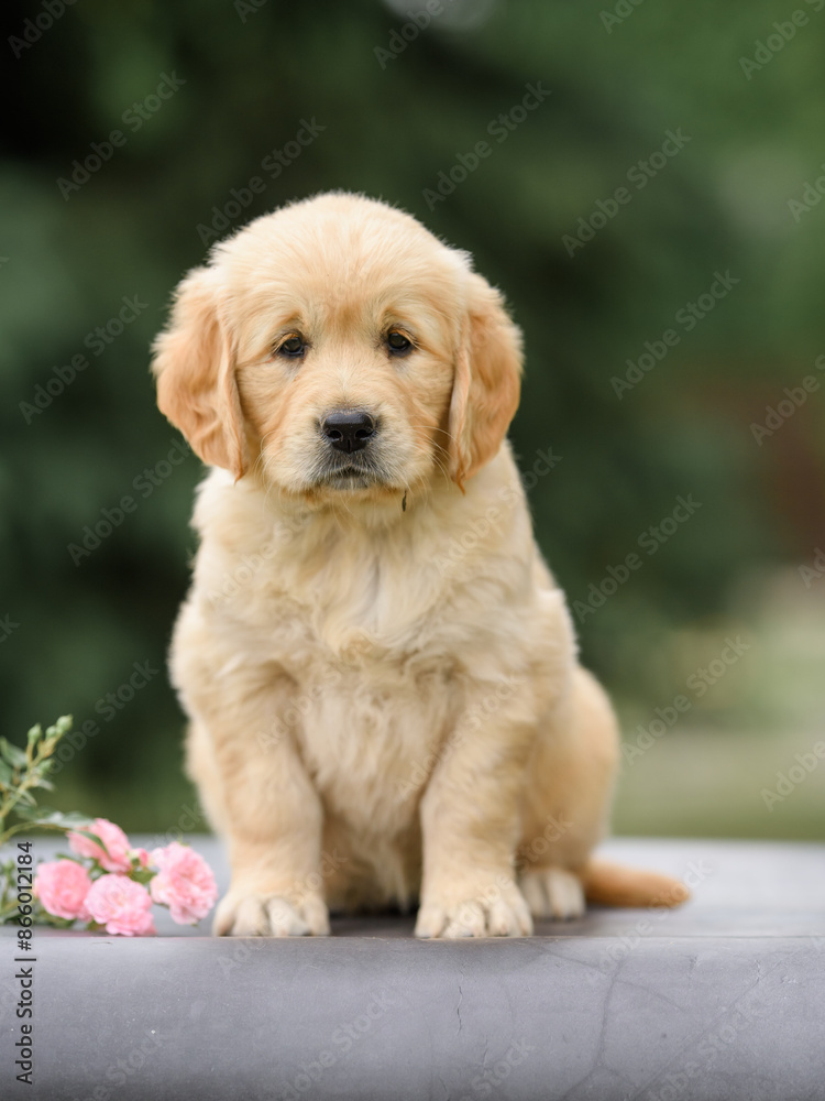 newborn puppy dog golden retriever labrador 1 month with a bouquet of flowers sits in nature in summer at sunset. Birthday gift card newborn puppy dog golden retriever labrador 1 month with a bouquet of flowers sits in nature in summer at sunset. Birthday gift card