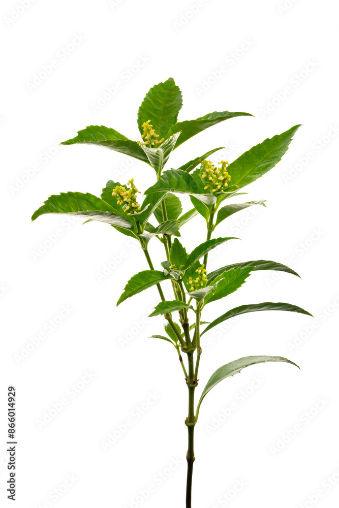センリョウの花序 Sarcandra glabra センリョウの花序 Sarcandra glabra