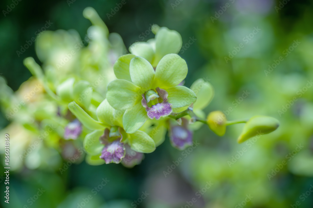 Yellow Dendrobium orchids bloom in a tropical garden, set against a backdrop of blurred foliage. Yellow Dendrobium orchids bloom in a tropical garden, set against a backdrop of blurred foliage.