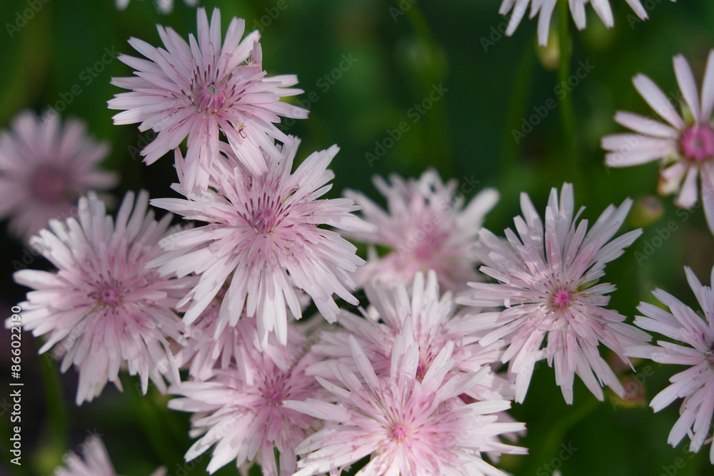 桃色タンポポの柔らかな魅力