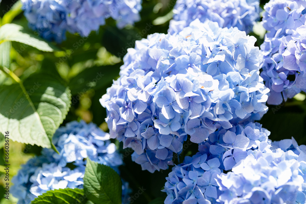 Hydrangea. Blue and lilac hydrangea flowers. Hydrangea. Blue and lilac hydrangea flowers.