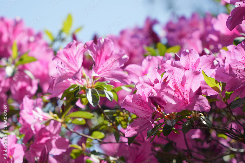 Fototapeta premium 満開のツツジの花