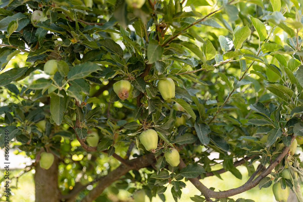 Unripe green apples on tree branch. Unripe green apples on tree branch.
