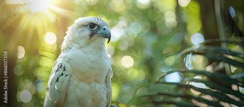 A majestic white falcon gaz...