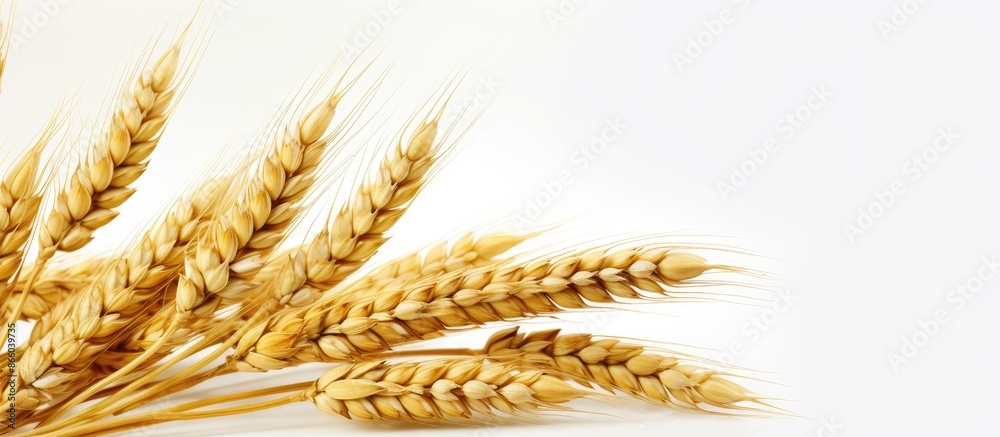 Golden barley ears against a white backdrop with copy space image. Golden barley ears against a white backdrop with copy space image.