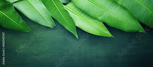 Summer concept with a green...