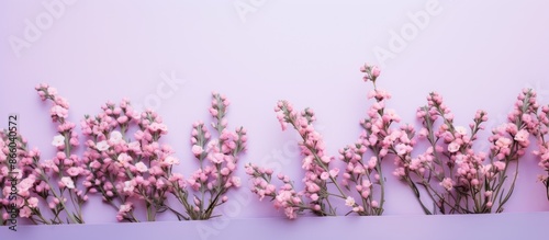 A square chic vintage paper backdrop featuring delicate pale pink Flora of Gran Canaria flowers - Limonium pectinatum sea rosemary, with copy space image. photo