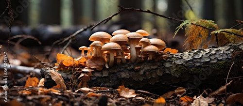 Forest mushrooms are discov...