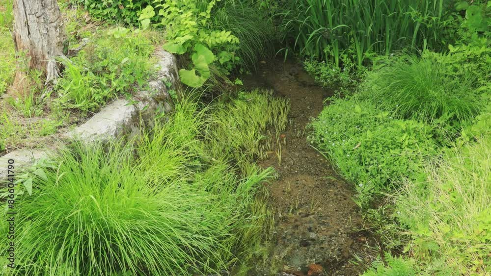 水草が揺れる夏の小川 水の流れ 清流 水草が揺れる夏の小川 水の流れ 清流
