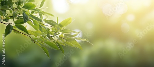 Use a backdrop featuring blurred foliage and sunlight, ideal for text or ads with copy space image. photo