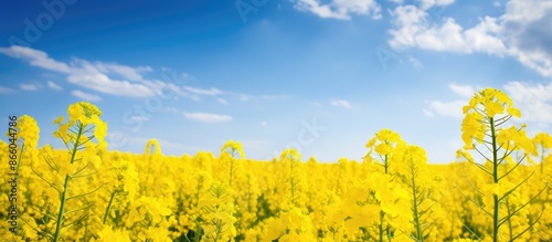 Vibrant canola flowers bloo...