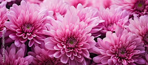 Close-up image of a pink ch...