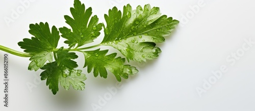 Top-down view of a coriande...