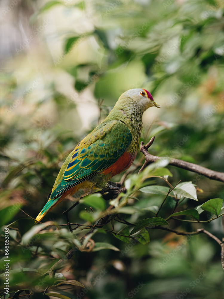 Rose-crowned Fruit Dove Rose-crowned Fruit Dove