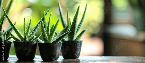 Collection of aloe vera pot...