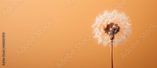 A Dandelion in focus agains...