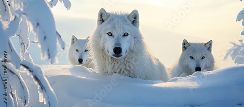Arctic Wolves, elegant and ...