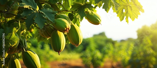 Image of a youthful papaya ...