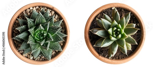 Haworthia in pot  isolated ...