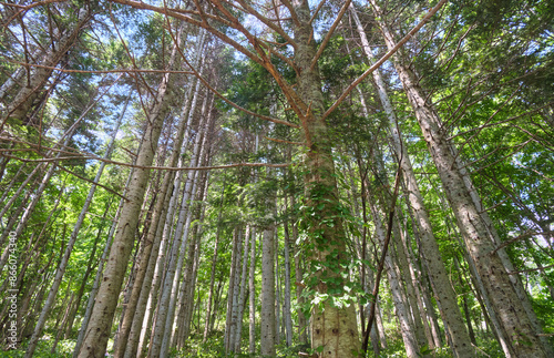 トドマツ林 / Abies sachalinensis forest photo