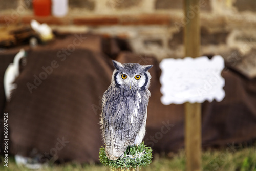 Eagle owl on display