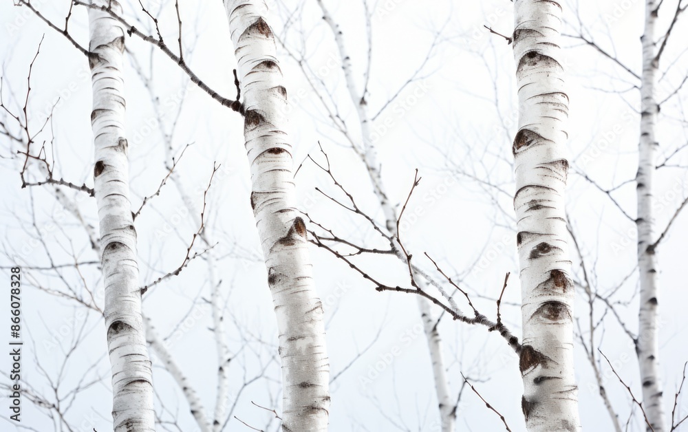 Obraz premium Majestic Birch Tree Standing Tall: Detailed Realistic Photography of Elegant White Bark and Delicate Leaves on White Background
