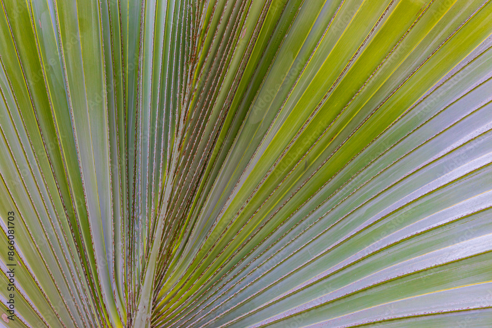 Obraz premium green leaf background close up