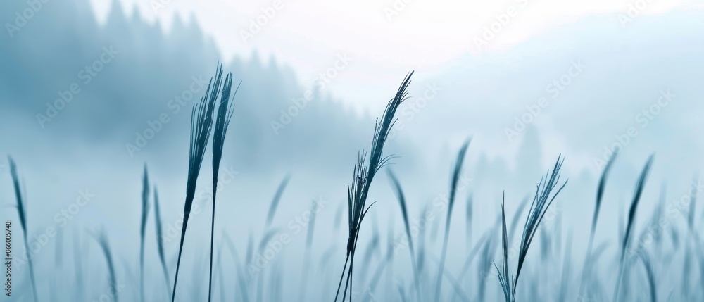Obraz premium Magical misty meadow, grass silhouettes, thick fog, forest and mountain backdrop, ethereal and serene scene, symbolizing abundance and longevity