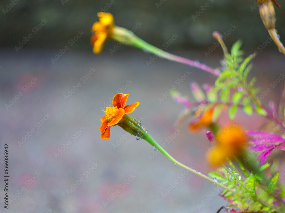 Side view of burgundy flower with a yellow center and border. Branches of other plants are visible. Tagetes erecta, marigold