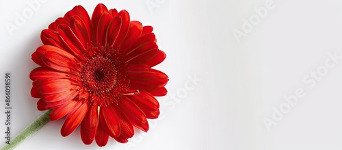 Close-up red gerbera flower on a white backdrop with copy space image included. photo