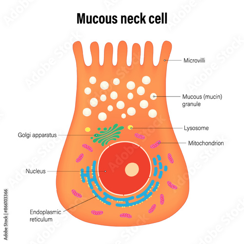 The Mucous neck cells of the stomach wall vector. Types of secretory cells in gastric glands. photo