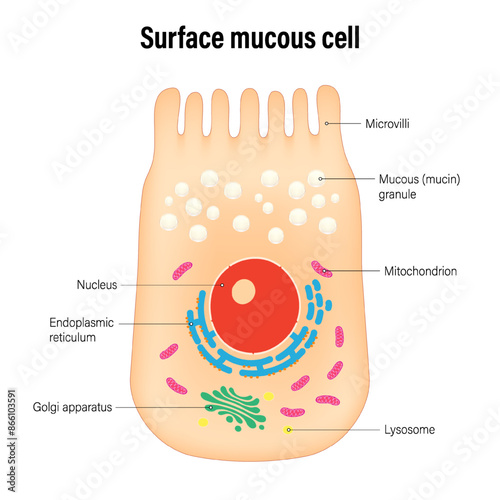 The surface mucus cells (foveolar cells) of the stomach wall vector. Types of secretory cells in gastric glands. photo
