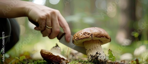 Closeup of a woman cutting a boletus mushroom with a knife in a forest setting, with ample copy space image.