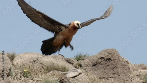 Endangered Bearded Vulture Stands on Rocks then Takes Flight to Look for Food
