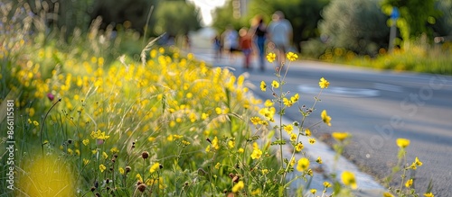 A view from street level showing the road, curb, and yellow wildflowers like Meadow pea, Vetchling, Lathyrus pratensis, with people walking in the background. Add copy space image. photo