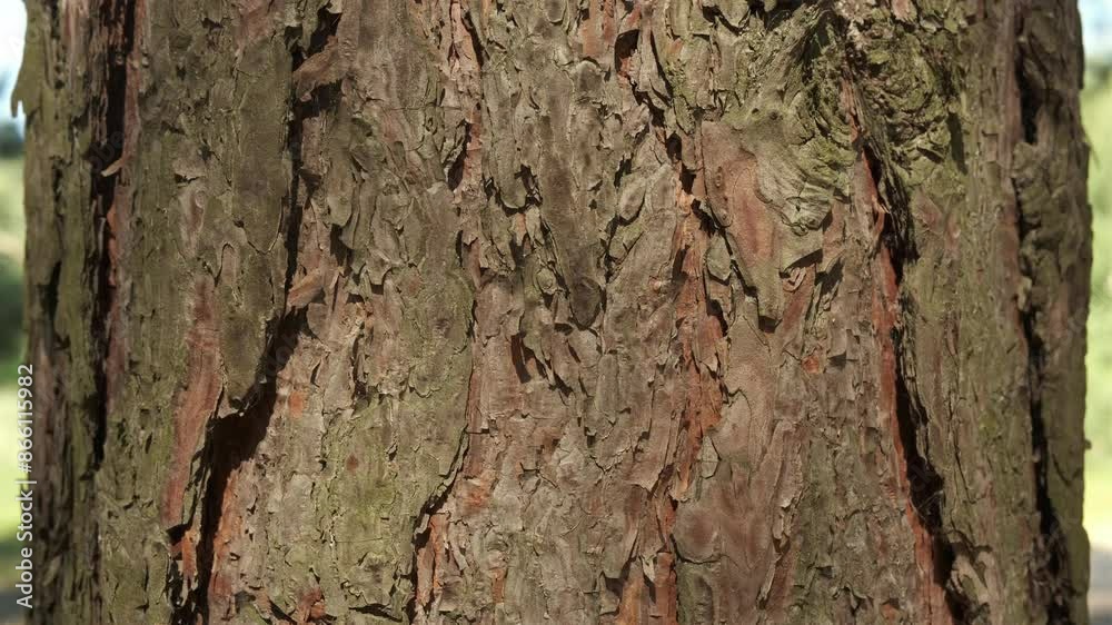 Texture of pine tree trunk in the forest, slider shot